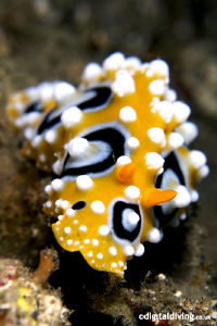 Nudibranch (Phyllidia ocellata) in Lembeh by David Henshaw 